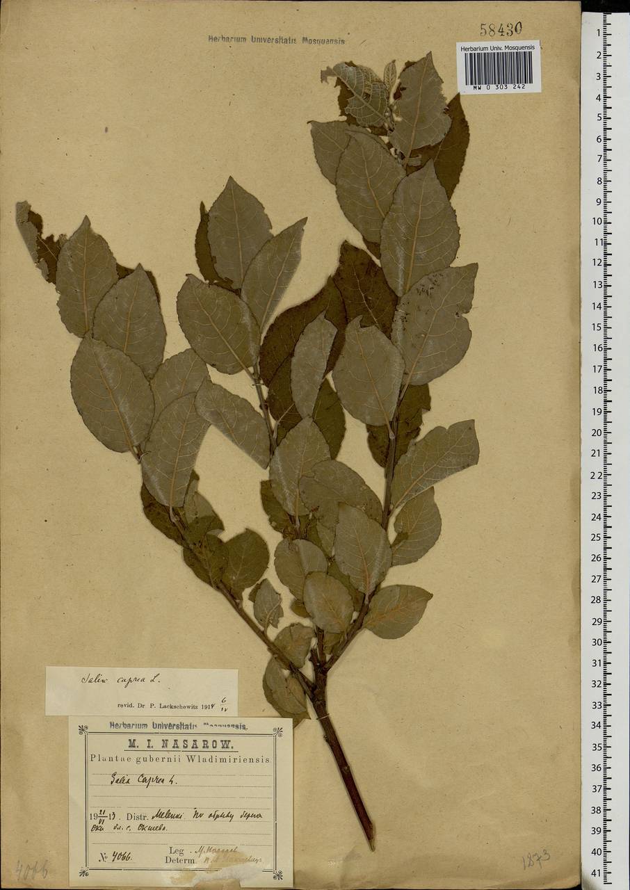 Salix caprea L., Eastern Europe, Central region (E4) (Russia)