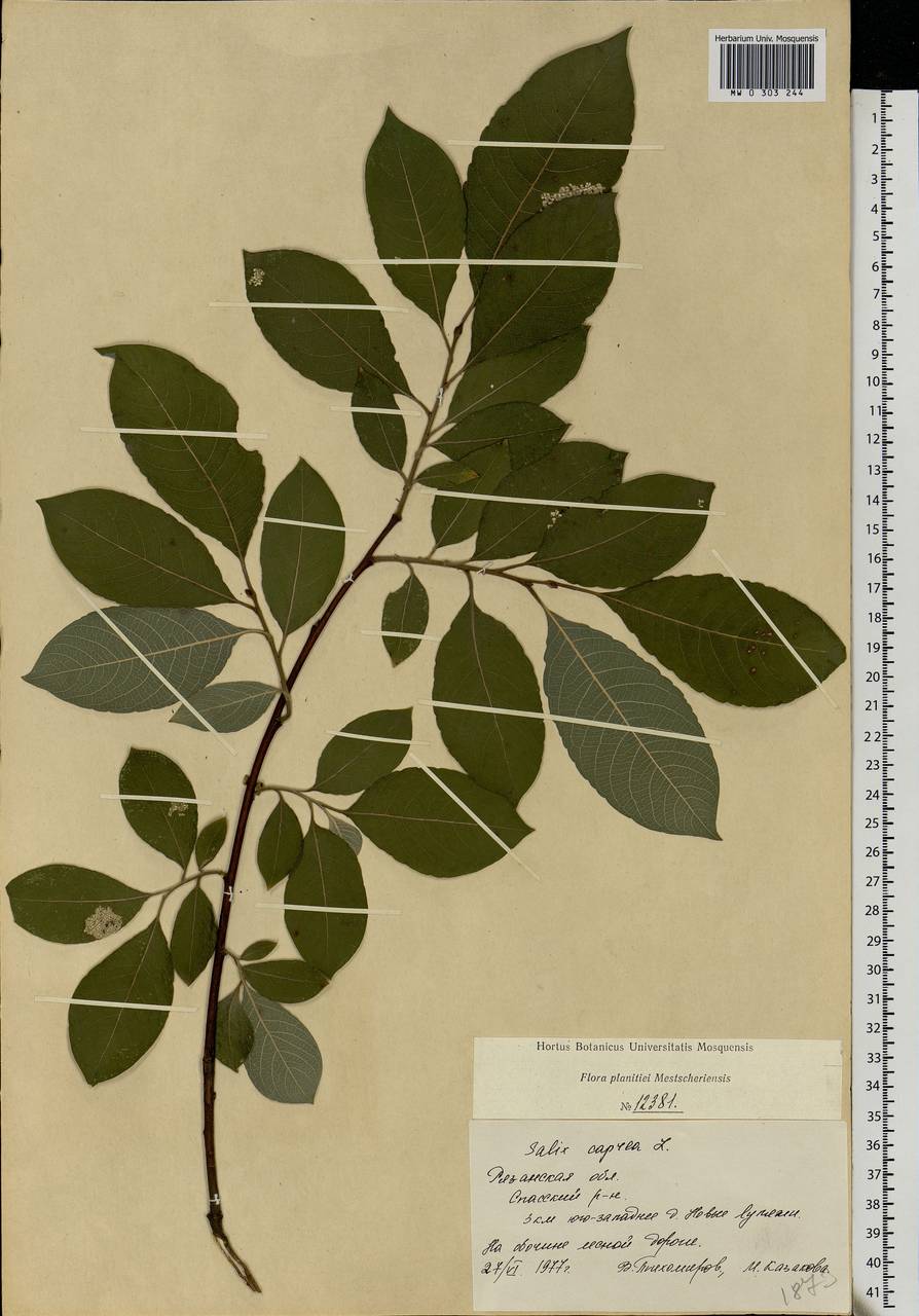 Salix caprea L., Eastern Europe, Central region (E4) (Russia)