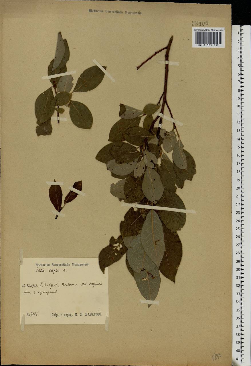 Salix caprea L., Eastern Europe, Central region (E4) (Russia)