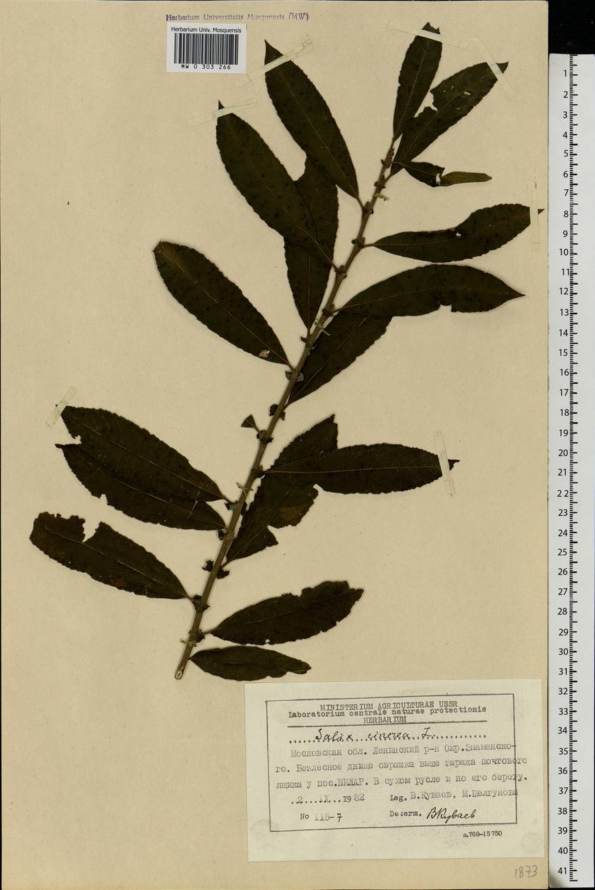 Salix caprea L., Eastern Europe, Moscow region (E4a) (Russia)