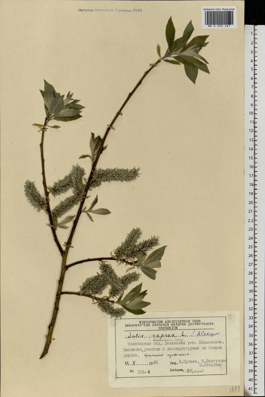 Salix caprea L., Eastern Europe, Moscow region (E4a) (Russia)