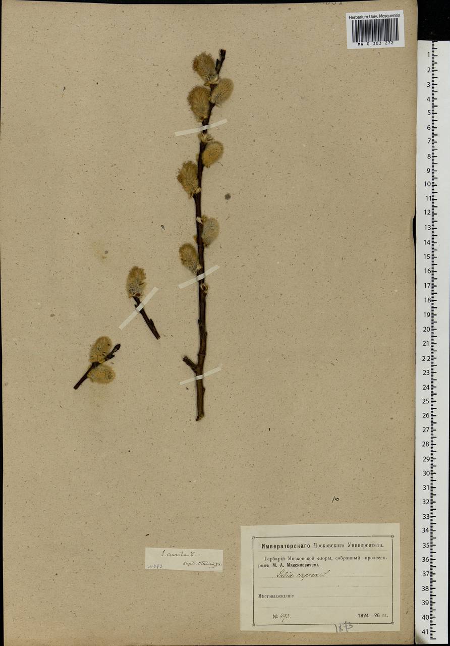 Salix caprea L., Eastern Europe, Moscow region (E4a) (Russia)