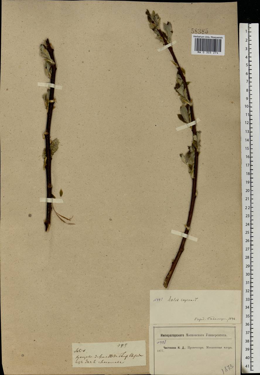 Salix caprea L., Eastern Europe, Moscow region (E4a) (Russia)