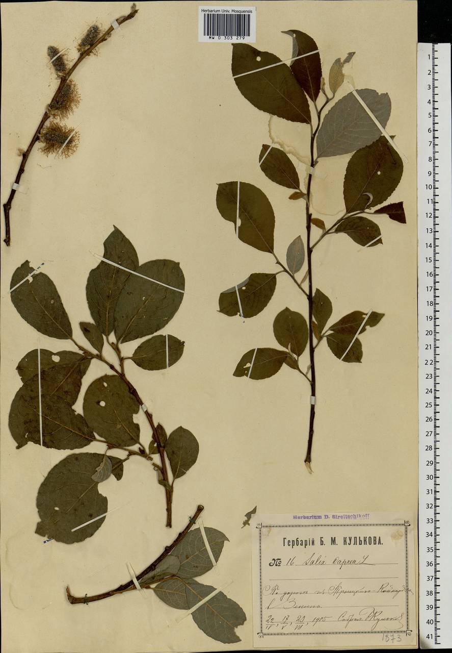 Salix caprea L., Eastern Europe, Moscow region (E4a) (Russia)