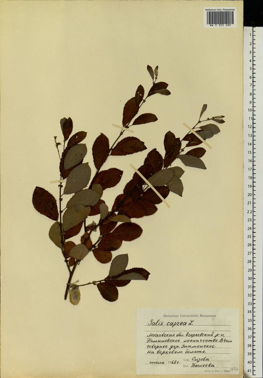 Salix caprea L., Eastern Europe, Moscow region (E4a) (Russia)