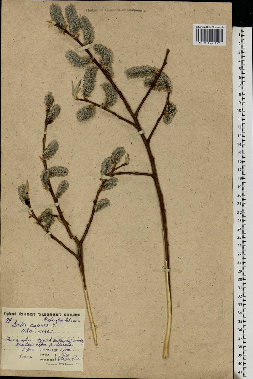 Salix caprea L., Eastern Europe, Moscow region (E4a) (Russia)