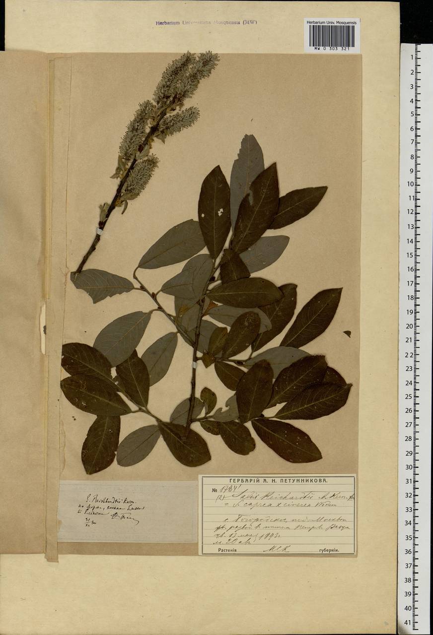 Salix caprea L., Eastern Europe, Moscow region (E4a) (Russia)