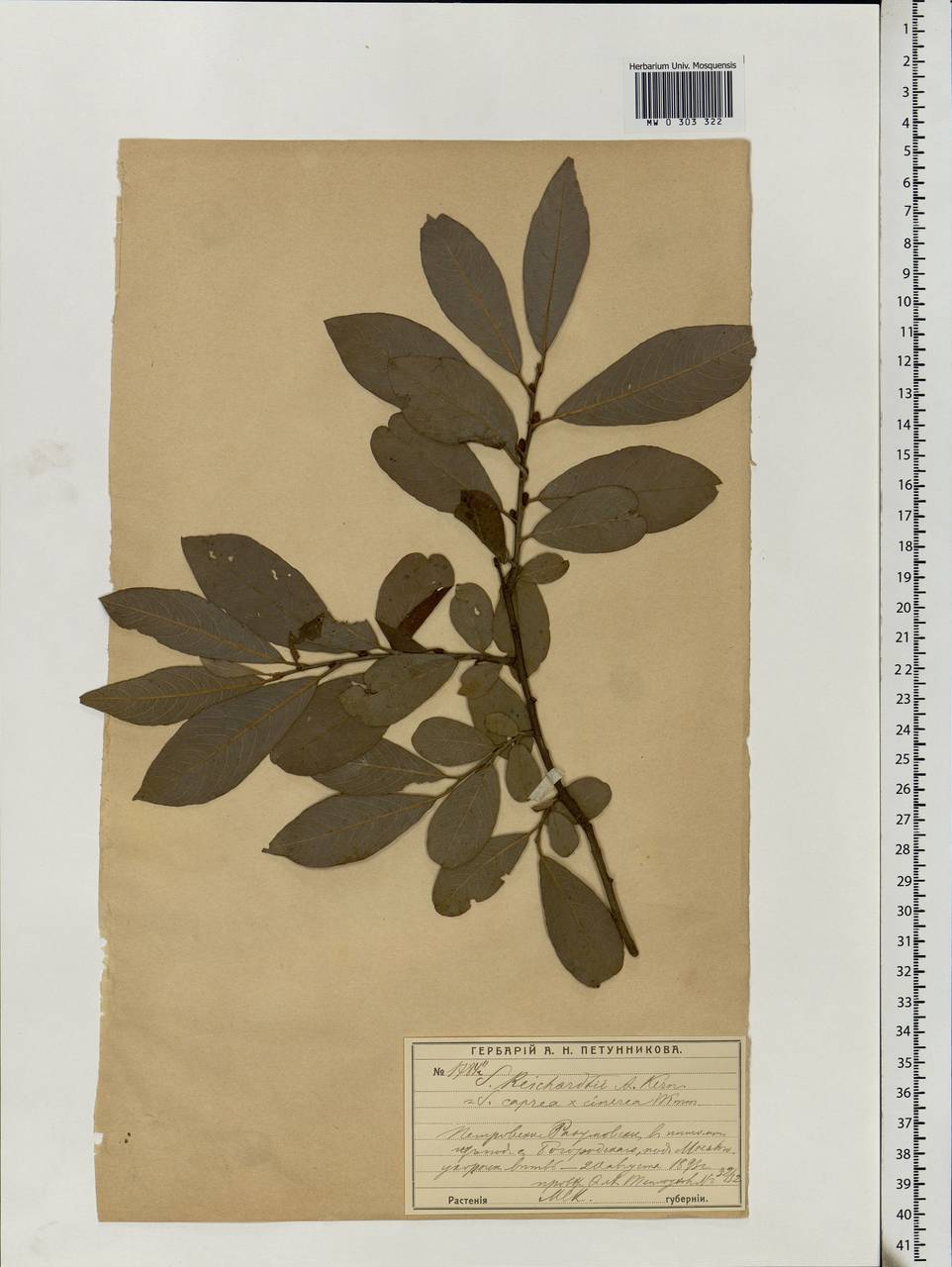 Salix caprea L., Eastern Europe, Moscow region (E4a) (Russia)