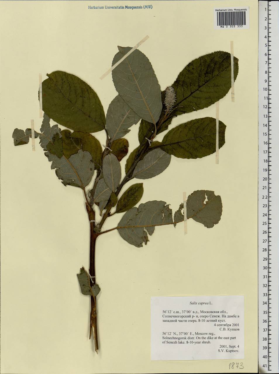 Salix caprea L., Eastern Europe, Moscow region (E4a) (Russia)