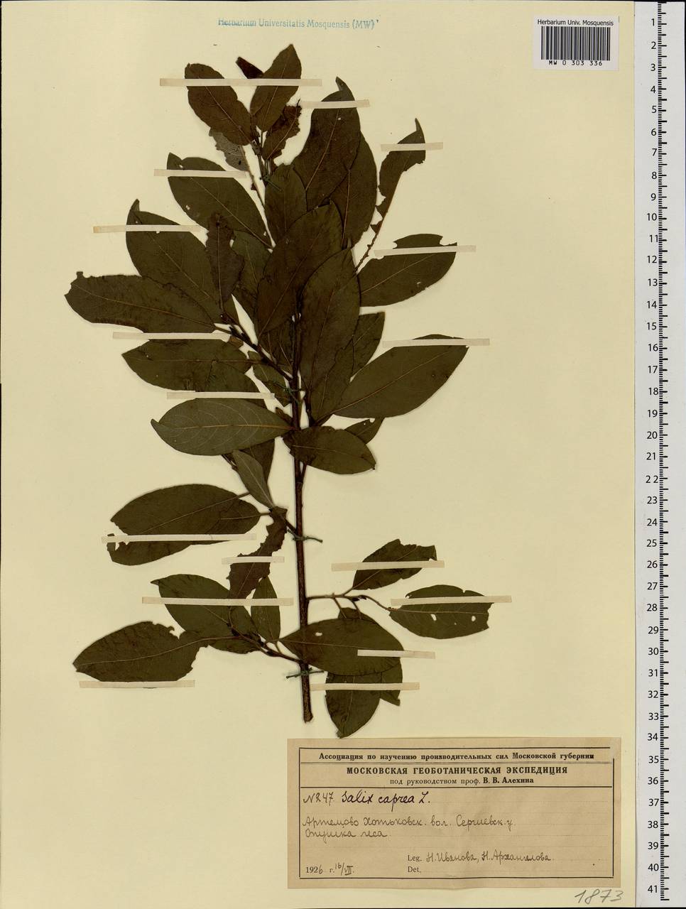 Salix caprea L., Eastern Europe, Moscow region (E4a) (Russia)