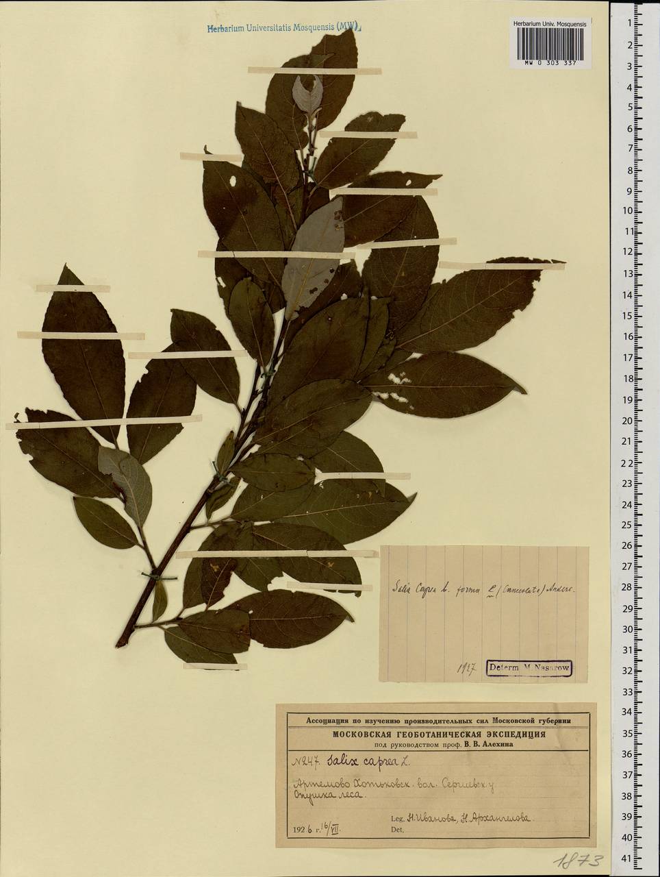 Salix caprea L., Eastern Europe, Moscow region (E4a) (Russia)