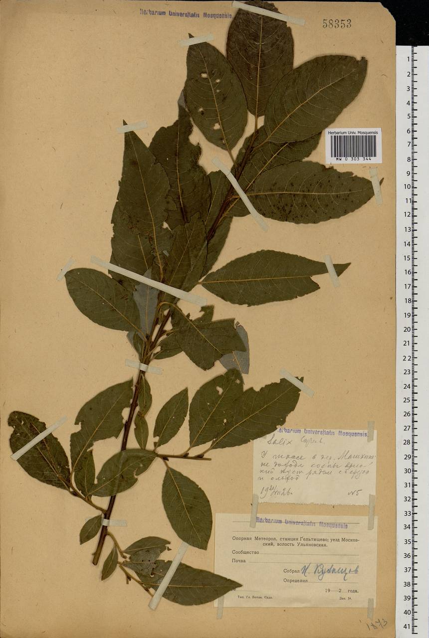 Salix caprea L., Eastern Europe, Moscow region (E4a) (Russia)