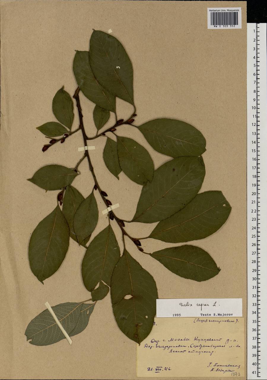 Salix caprea L., Eastern Europe, Moscow region (E4a) (Russia)