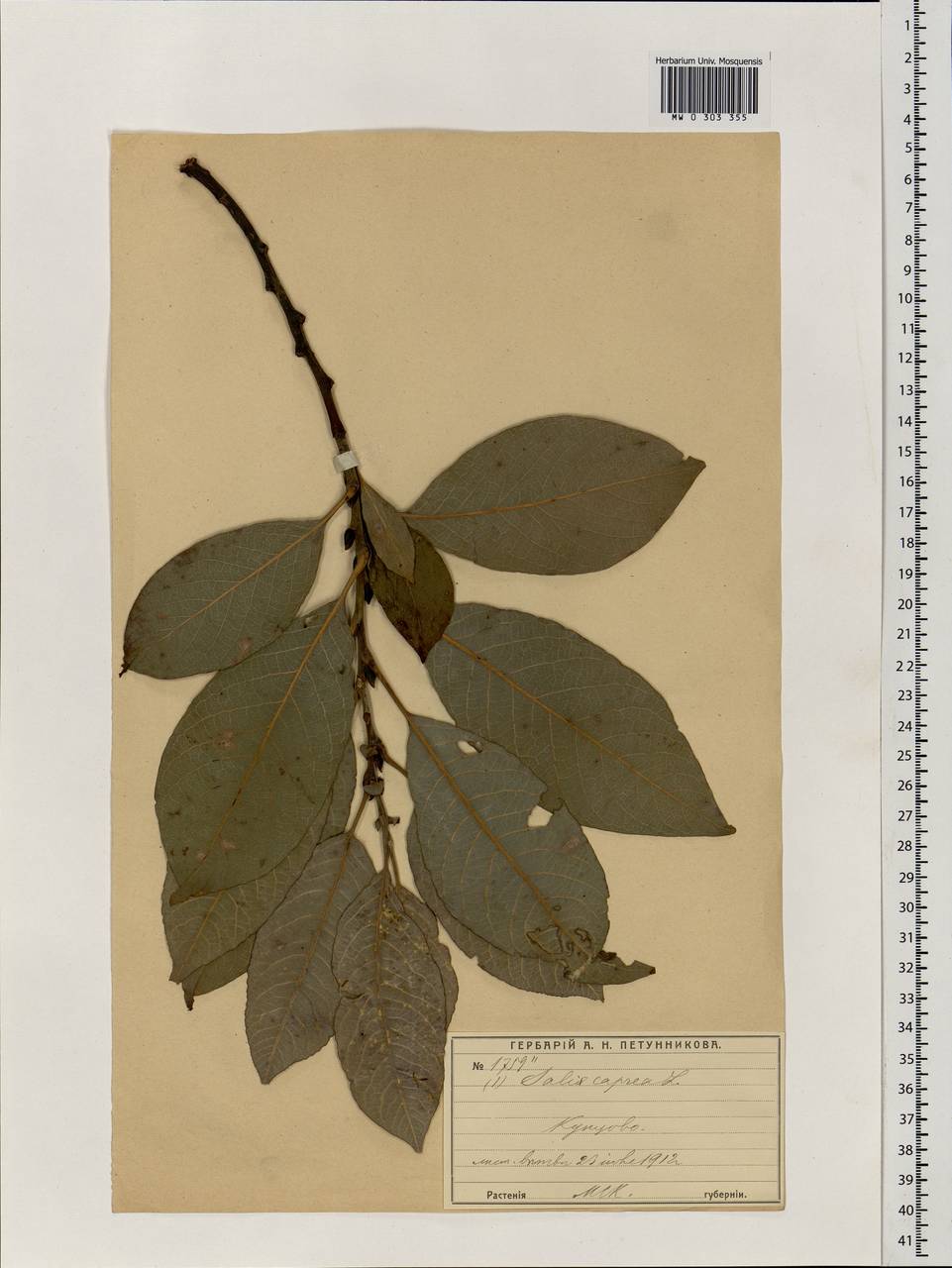 Salix caprea L., Eastern Europe, Moscow region (E4a) (Russia)