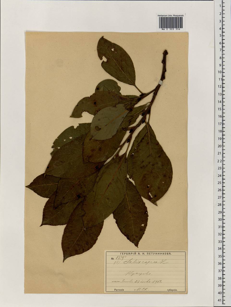 Salix caprea L., Eastern Europe, Moscow region (E4a) (Russia)