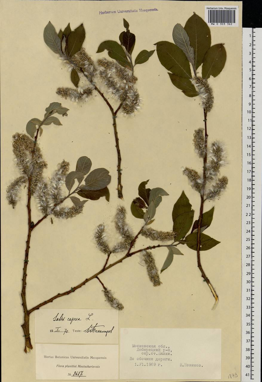 Salix caprea L., Eastern Europe, Moscow region (E4a) (Russia)