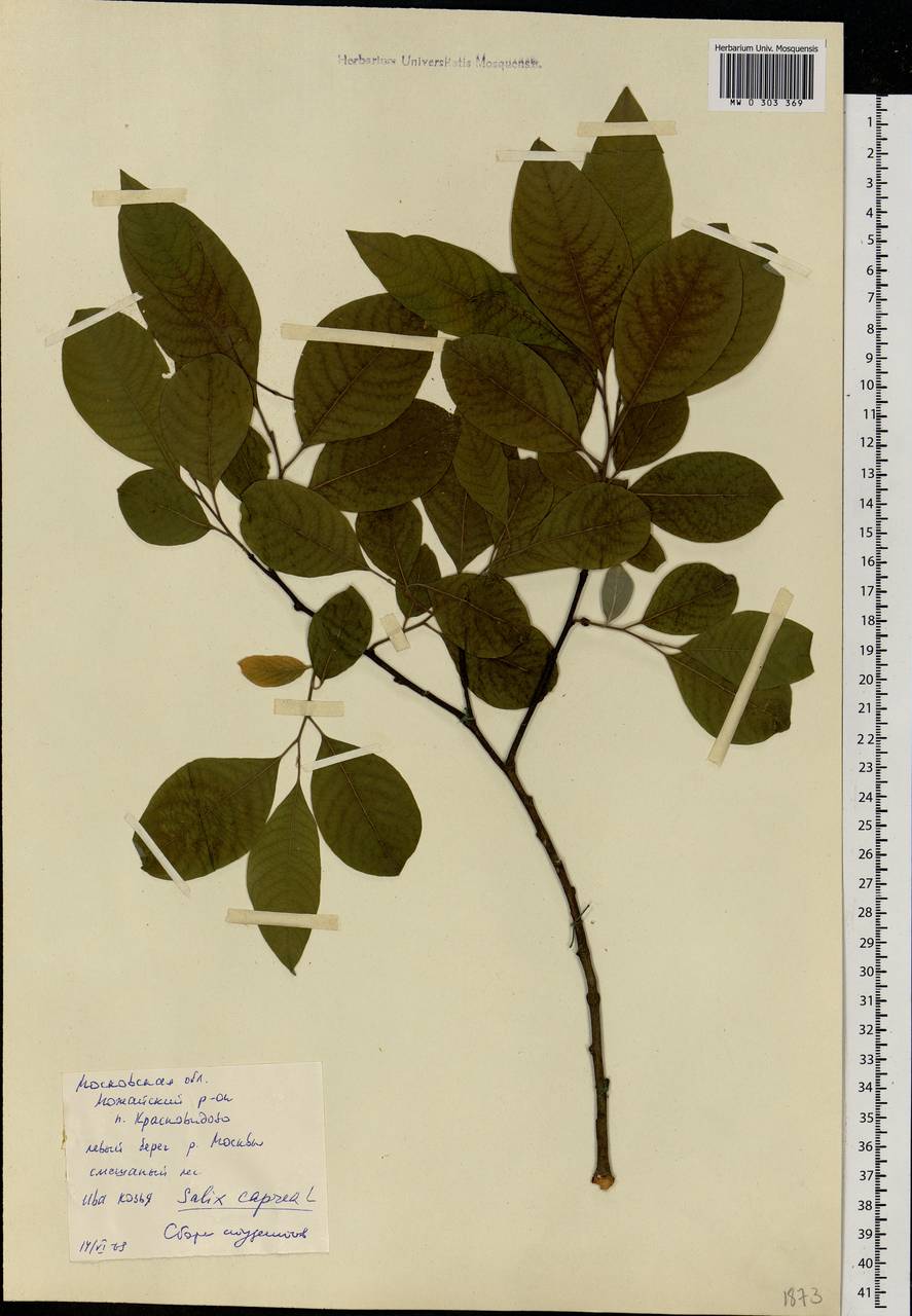 Salix caprea L., Eastern Europe, Moscow region (E4a) (Russia)