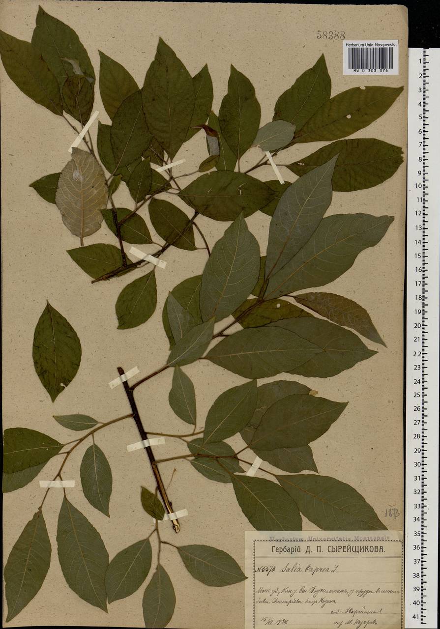 Salix caprea L., Eastern Europe, Moscow region (E4a) (Russia)