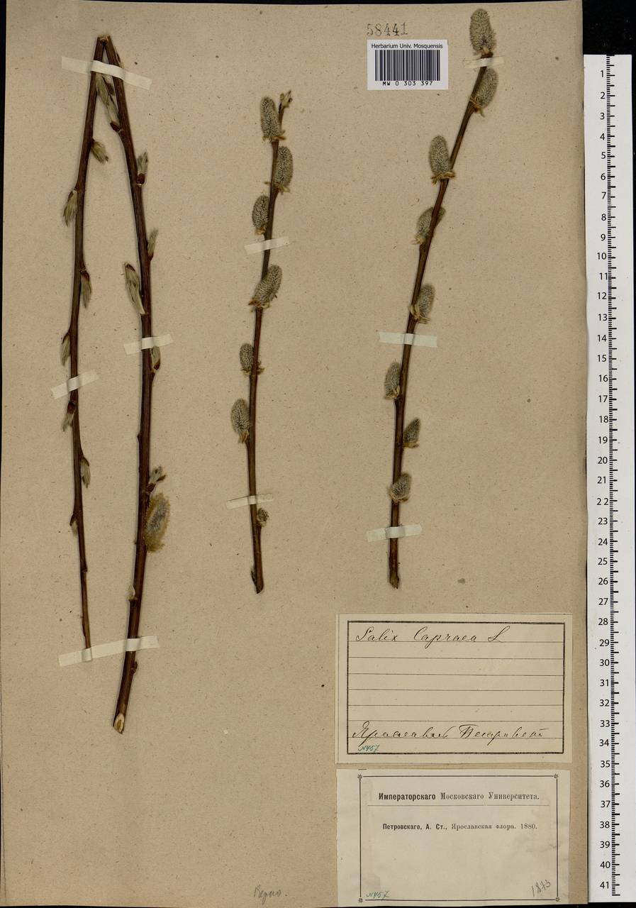 Salix caprea L., Eastern Europe, Central forest region (E5) (Russia)