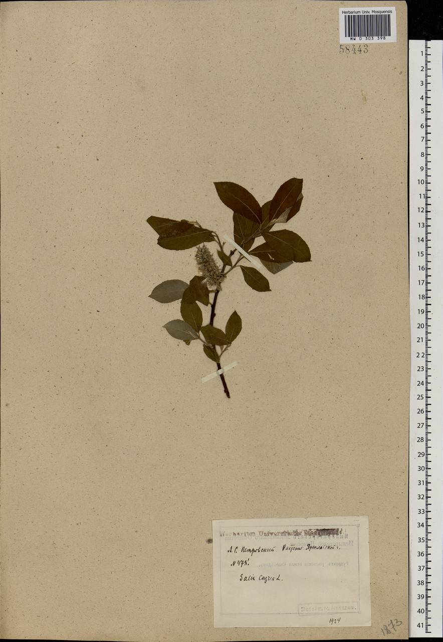 Salix caprea L., Eastern Europe, Central forest region (E5) (Russia)