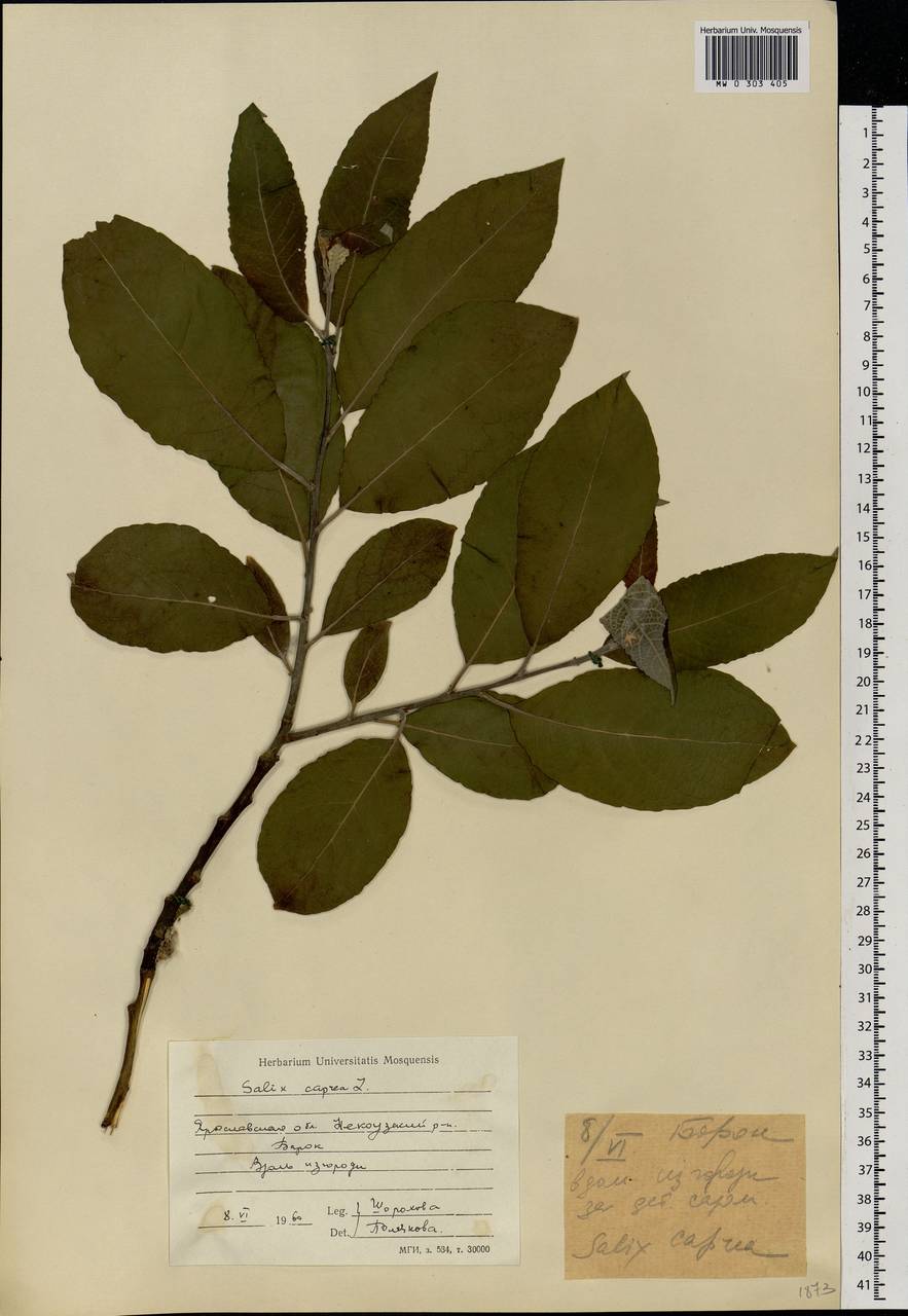 Salix caprea L., Eastern Europe, Central forest region (E5) (Russia)