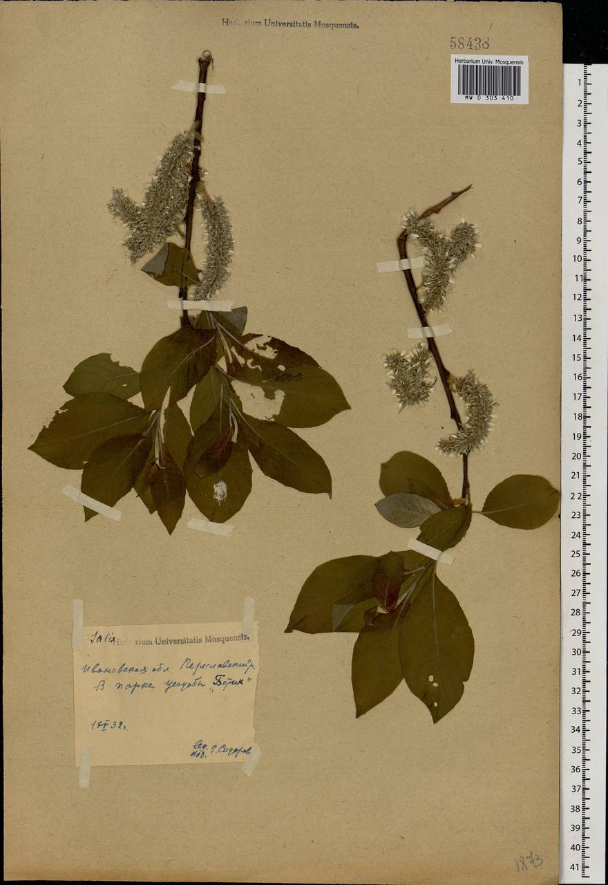 Salix caprea L., Eastern Europe, Central forest region (E5) (Russia)