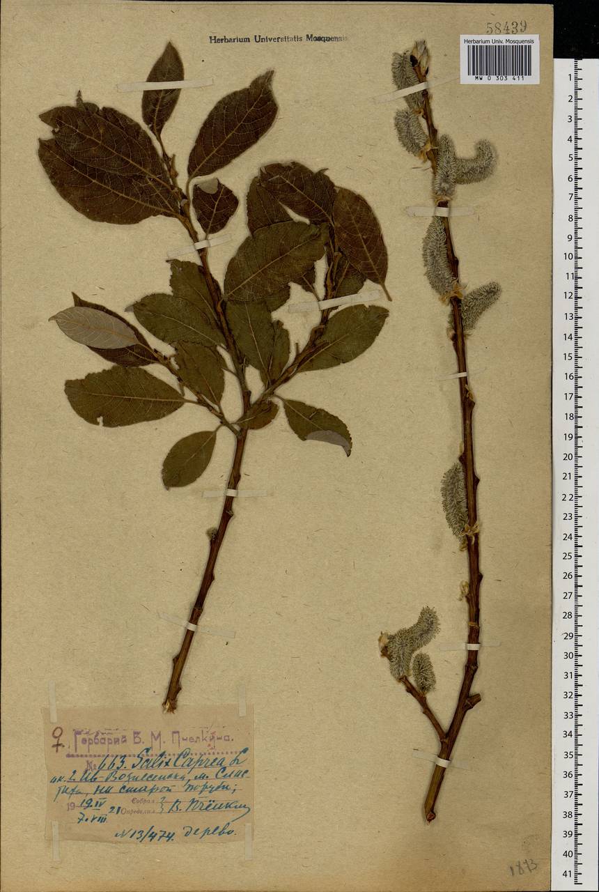 Salix caprea L., Eastern Europe, Central forest region (E5) (Russia)