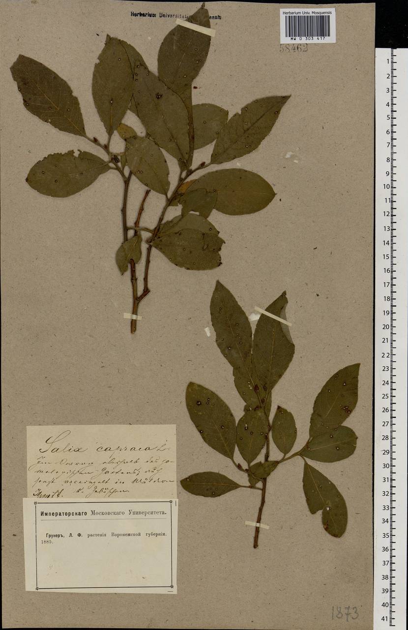 Salix caprea L., Eastern Europe, Central forest-and-steppe region (E6) (Russia)