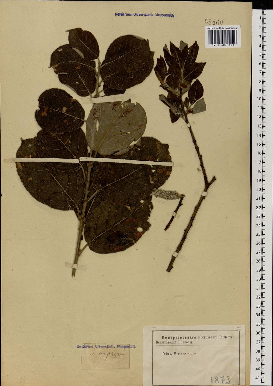 Salix caprea L., Eastern Europe, Central forest-and-steppe region (E6) (Russia)