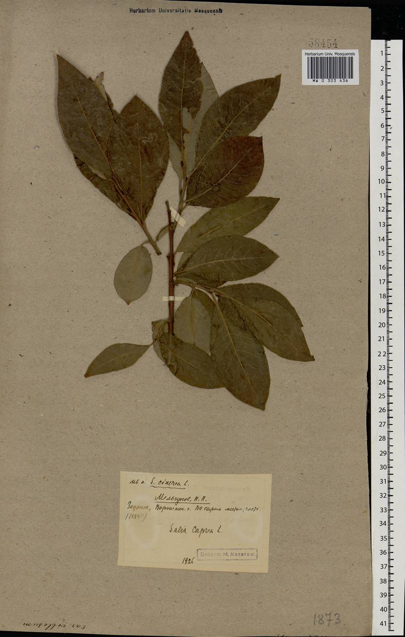 Salix caprea L., Eastern Europe, Central forest-and-steppe region (E6) (Russia)