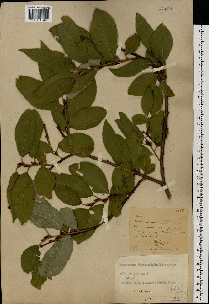Salix caprea L., Eastern Europe, Central forest-and-steppe region (E6) (Russia)