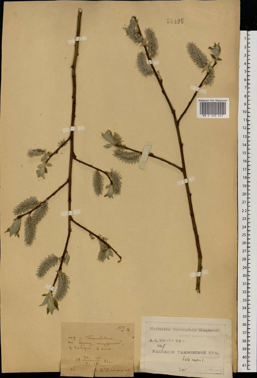 Salix caprea L., Eastern Europe, Central forest-and-steppe region (E6) (Russia)