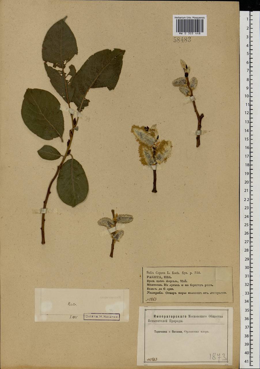 Salix caprea L., Eastern Europe, Central forest-and-steppe region (E6) (Russia)