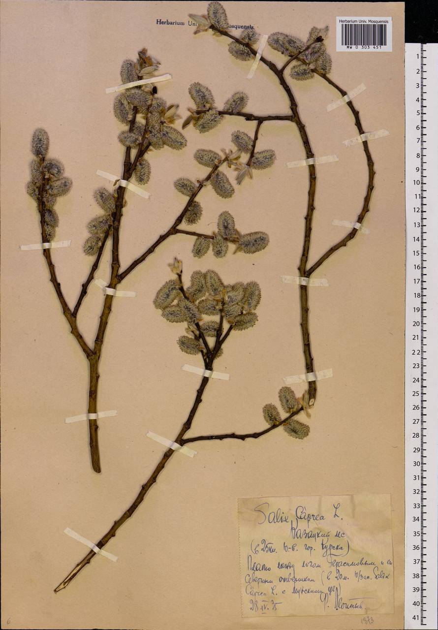 Salix caprea L., Eastern Europe, Central forest-and-steppe region (E6) (Russia)