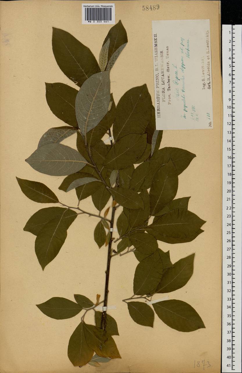 Salix caprea L., Eastern Europe, Central forest-and-steppe region (E6) (Russia)