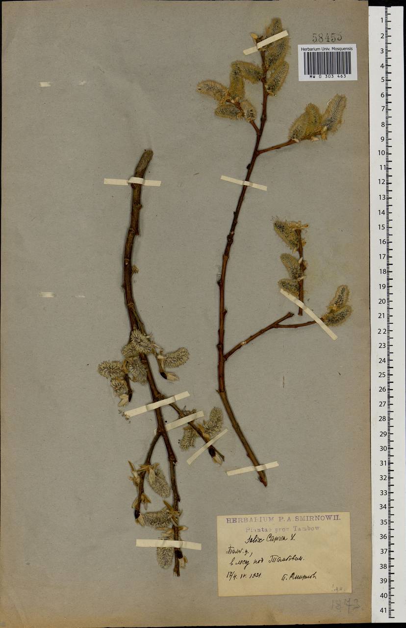 Salix caprea L., Eastern Europe, Central forest-and-steppe region (E6) (Russia)