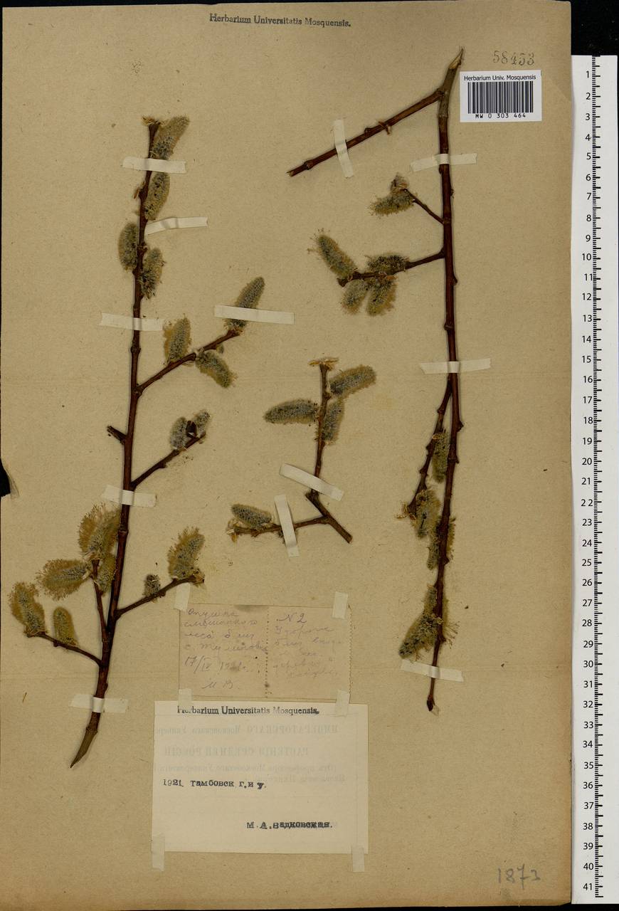 Salix caprea L., Eastern Europe, Central forest-and-steppe region (E6) (Russia)