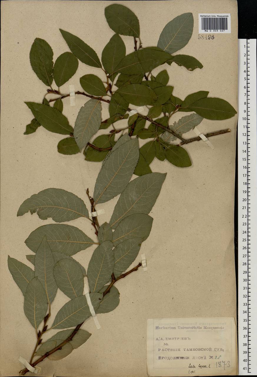 Salix caprea L., Eastern Europe, Central forest-and-steppe region (E6) (Russia)