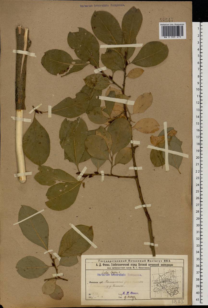 Salix caprea L., Eastern Europe, Volga-Kama region (E7) (Russia)