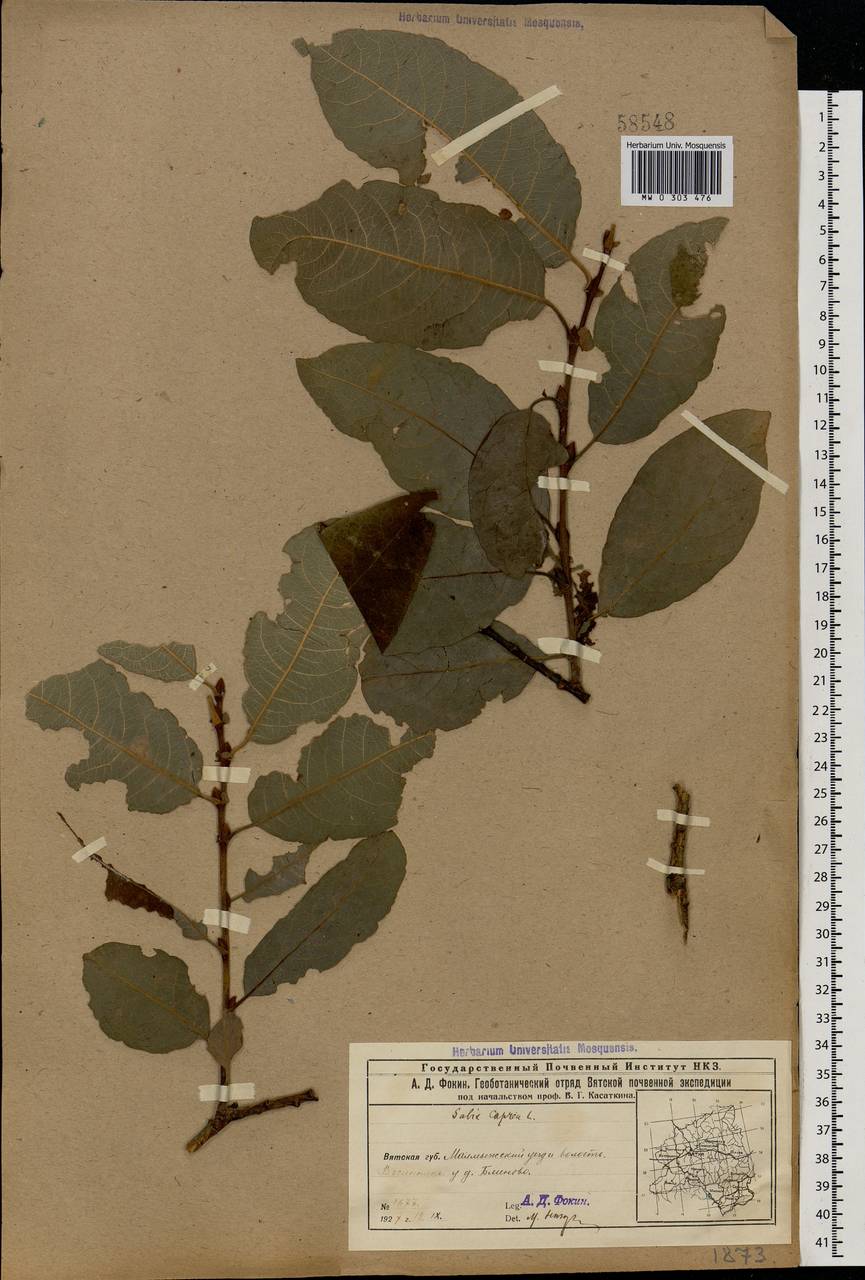 Salix caprea L., Eastern Europe, Volga-Kama region (E7) (Russia)
