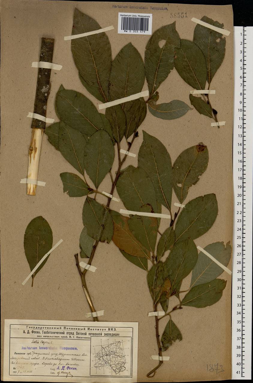 Salix caprea L., Eastern Europe, Volga-Kama region (E7) (Russia)