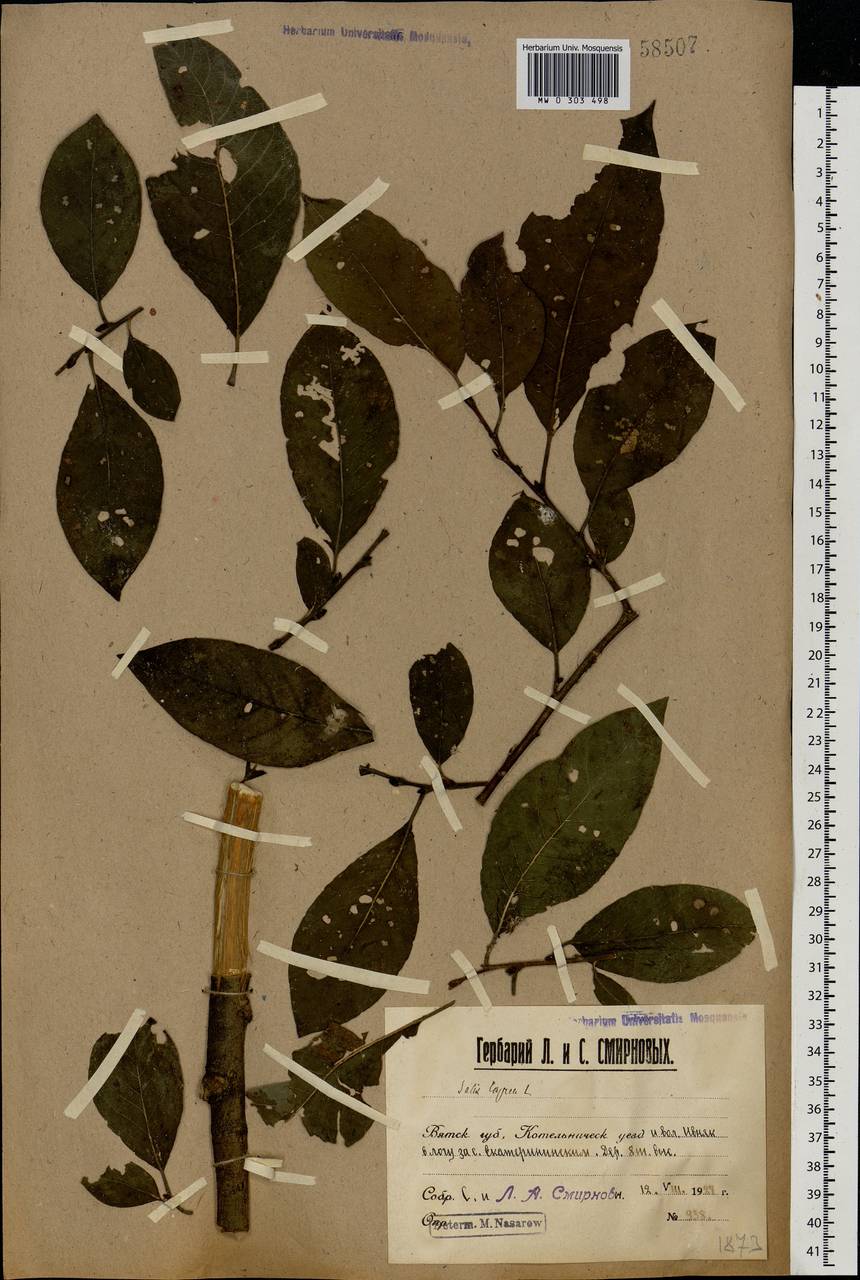 Salix caprea L., Eastern Europe, Volga-Kama region (E7) (Russia)