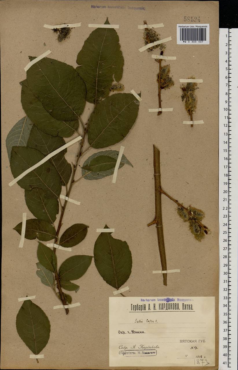 Salix caprea L., Eastern Europe, Volga-Kama region (E7) (Russia)