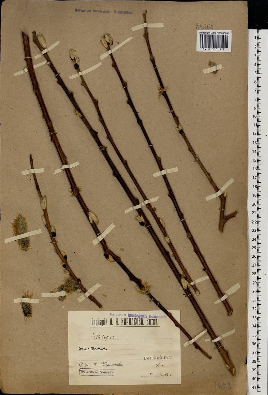 Salix caprea L., Eastern Europe, Volga-Kama region (E7) (Russia)
