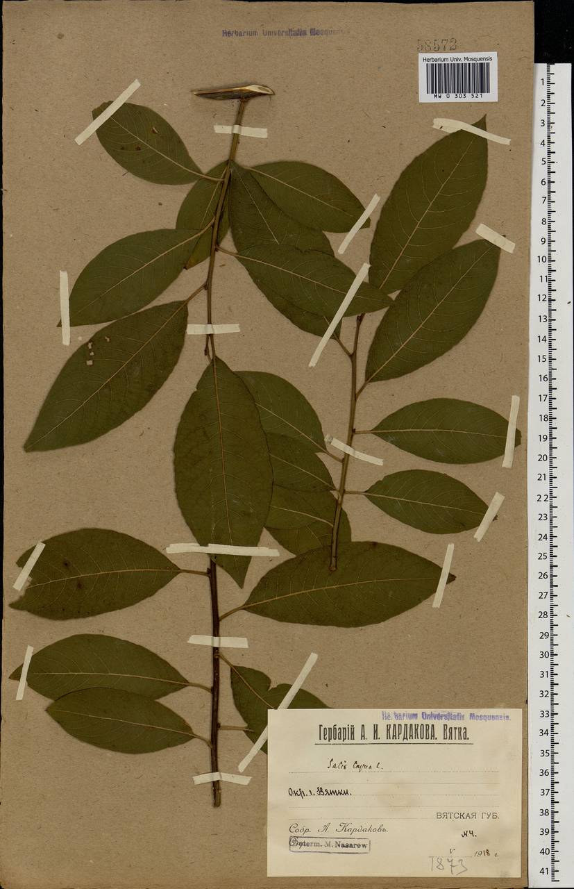Salix caprea L., Eastern Europe, Volga-Kama region (E7) (Russia)
