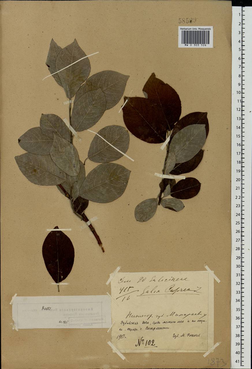 Salix caprea L., Eastern Europe, Volga-Kama region (E7) (Russia)