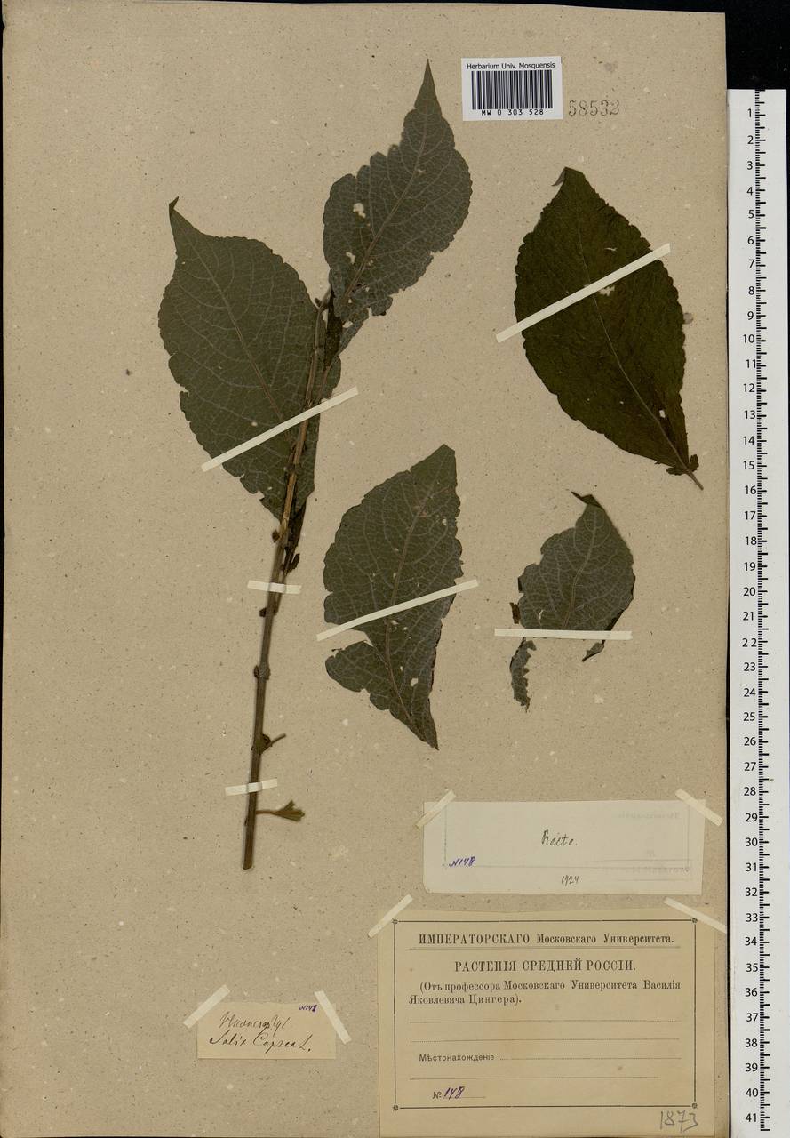 Salix caprea L., Eastern Europe, Volga-Kama region (E7) (Russia)