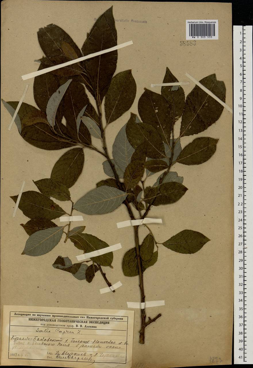 Salix caprea L., Eastern Europe, Volga-Kama region (E7) (Russia)