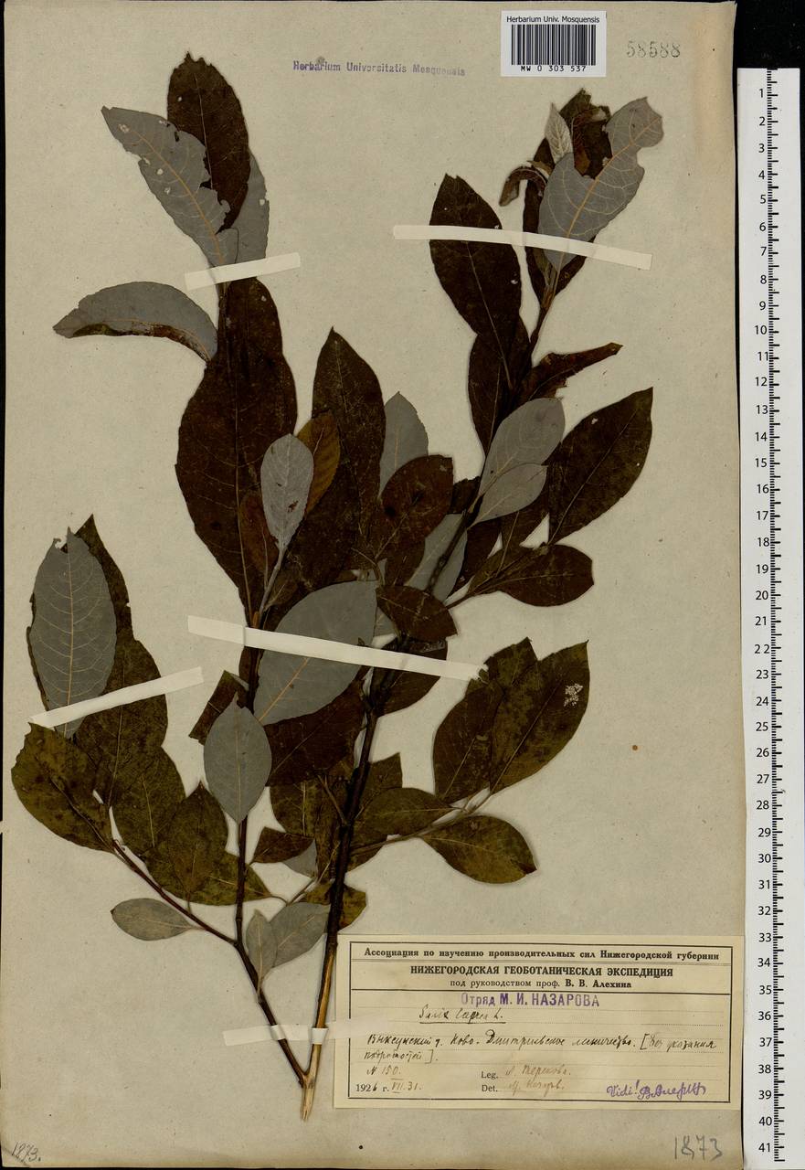 Salix caprea L., Eastern Europe, Volga-Kama region (E7) (Russia)