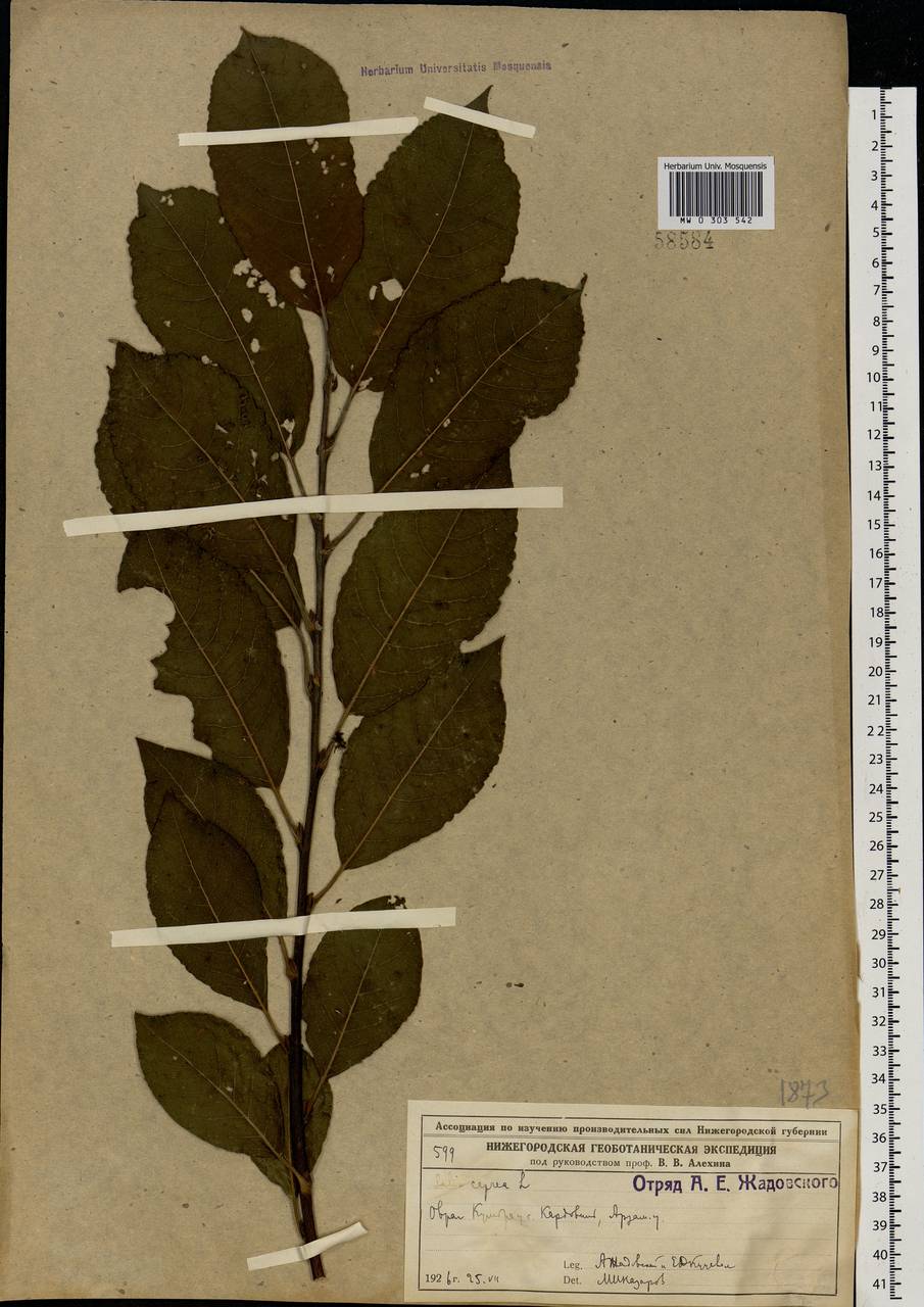 Salix caprea L., Eastern Europe, Volga-Kama region (E7) (Russia)